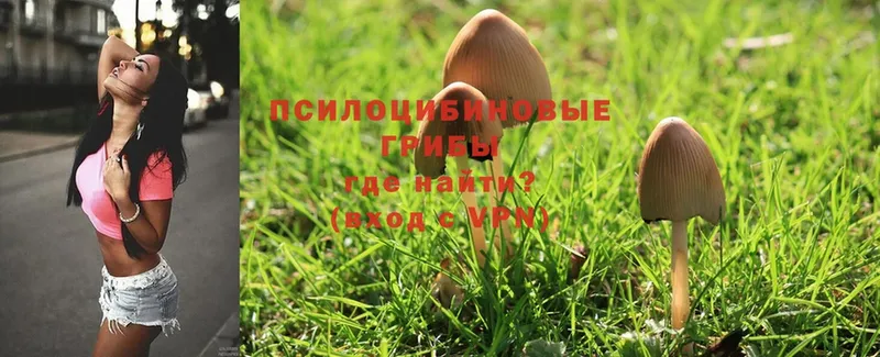 Псилоцибиновые грибы Magic Shrooms  Тара 